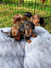 Dachshund Miniature Smooth Haired Puppies