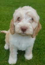 Heath tested C0ckapoo puppies ready to leave!