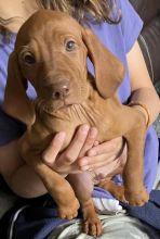 Hungarian Vizsla pups , DNA health screened