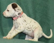 Liver spotted Dalmatian puppies ready to leave!