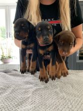 Quality Doberman Puppies