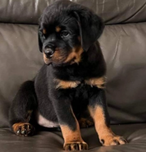 Rottweiler Pups for sale