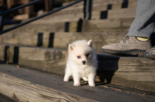 Stunning litter of 8 Pomsky puppies.