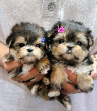 Very beautiful Morkie pups for sale