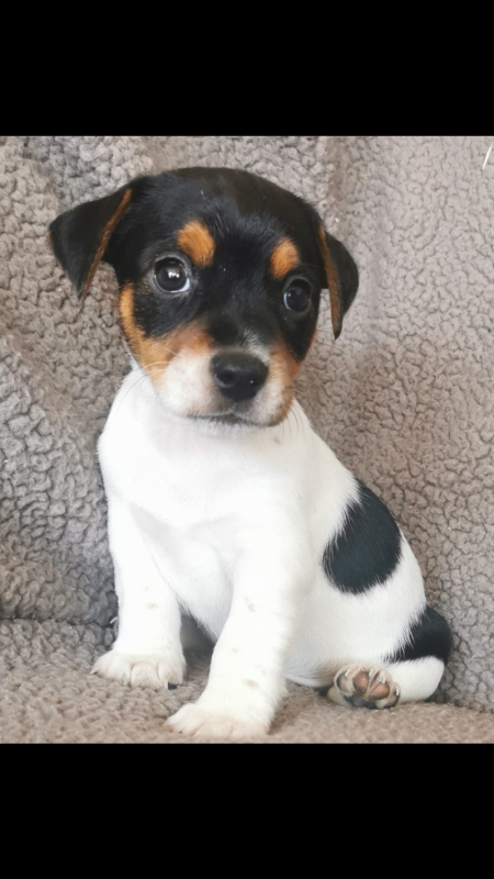 Beautiful Jack Russell puppies Image eClassifieds4u