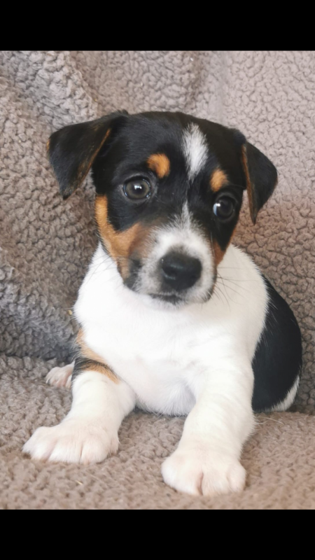 Beautiful Jack Russell puppies Image eClassifieds4u