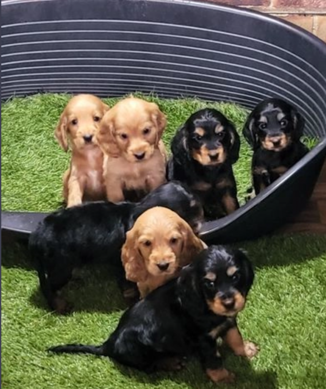 C0ckers Spaniel for sale Image eClassifieds4u