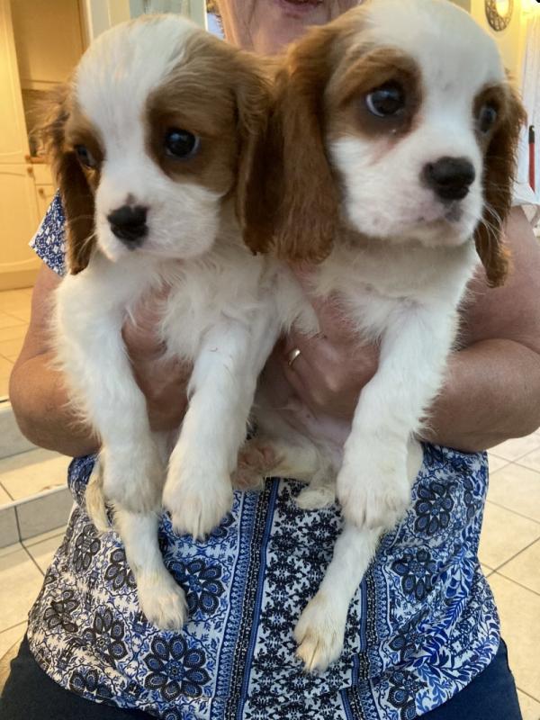 Cavalier king Charles Puppies DNA Tested Image eClassifieds4u