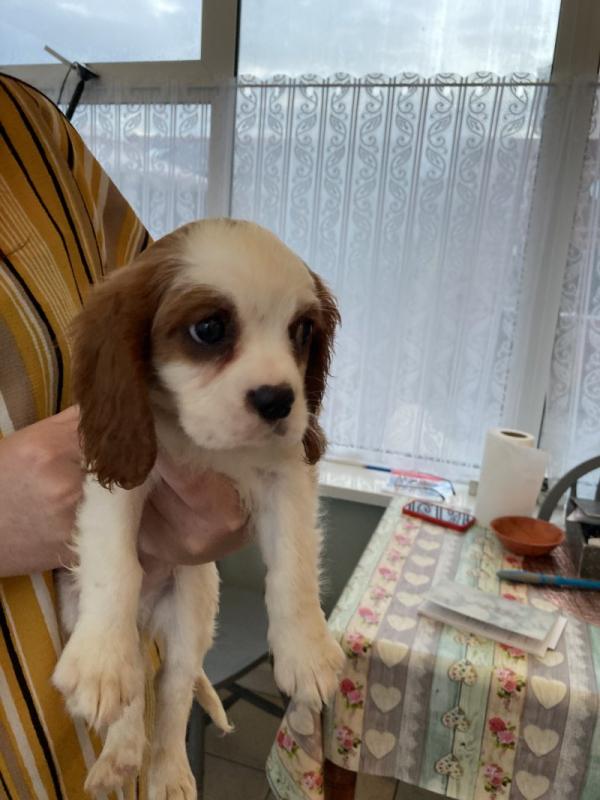 Cavalier king Charles Puppies DNA Tested Image eClassifieds4u