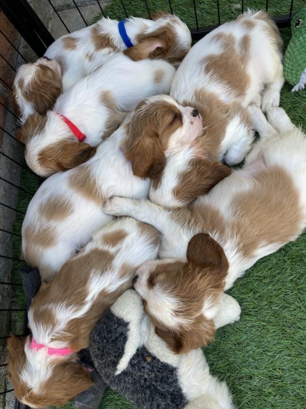 Cavalier king Charles Puppies DNA Tested Image eClassifieds4u