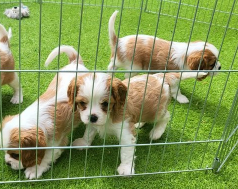 Cavalier King Charles Spaniel Puppies Image eClassifieds4u