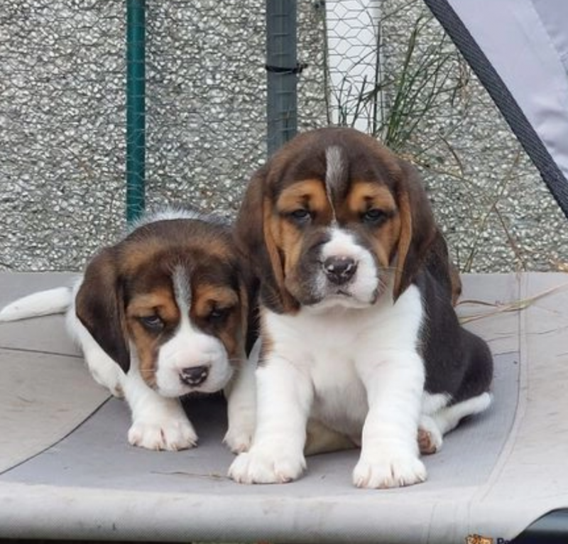 Ck reg Beagle puppies available Image eClassifieds4u