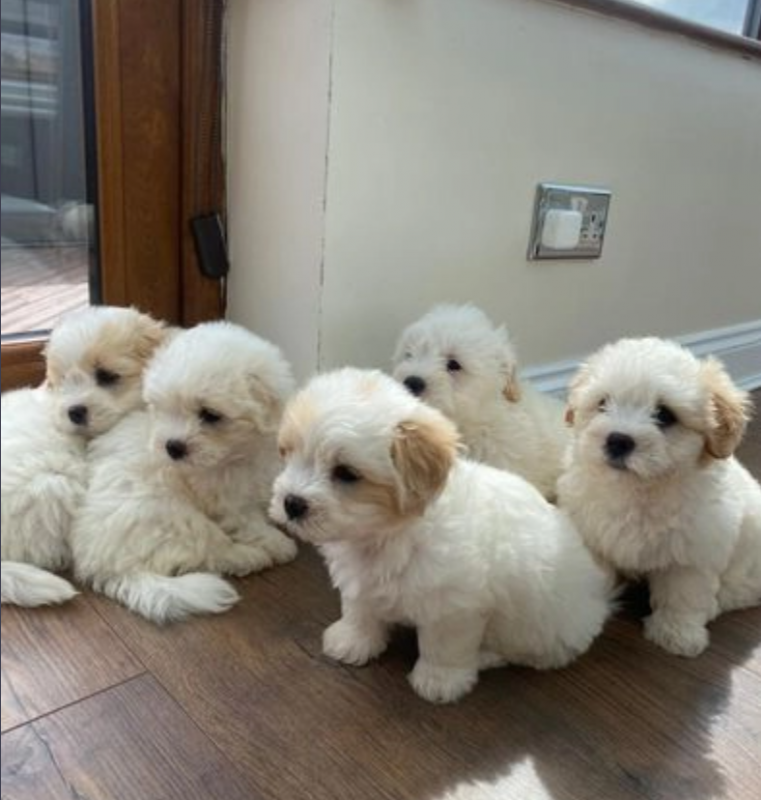 Coton De Tulear puppies Image eClassifieds4u
