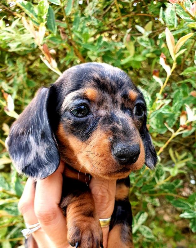 Dachshund Miniature Smooth Haired Puppies Image eClassifieds4u
