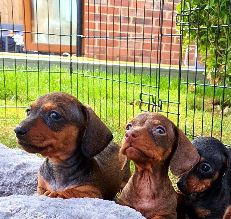 Dachshund Miniature Smooth Haired Puppies Image eClassifieds4u