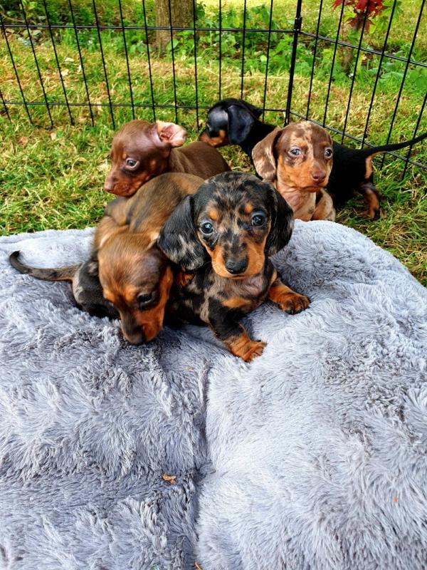 Dachshund Miniature Smooth Haired Puppies Image eClassifieds4u