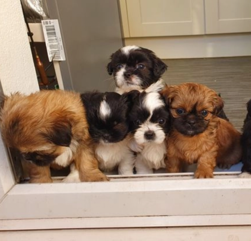 Fantastic litter of imperial Shih Tzu puppies. Image eClassifieds4u