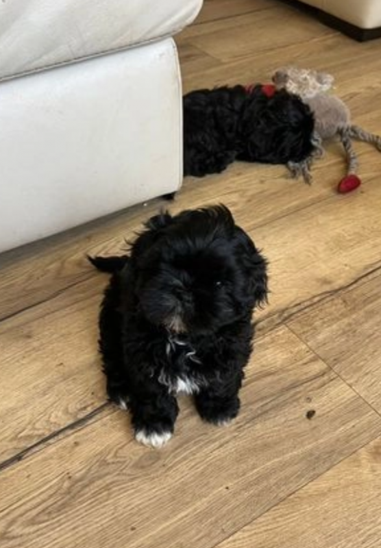 Fantastic litter of imperial Shih Tzu puppies. Image eClassifieds4u