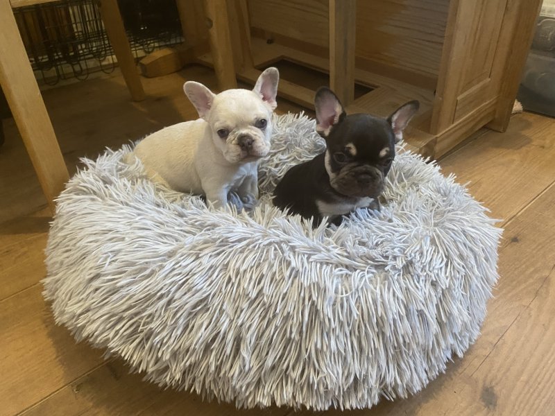 French Bulldog Puppies Ready for 5 star homes..!! Image eClassifieds4u