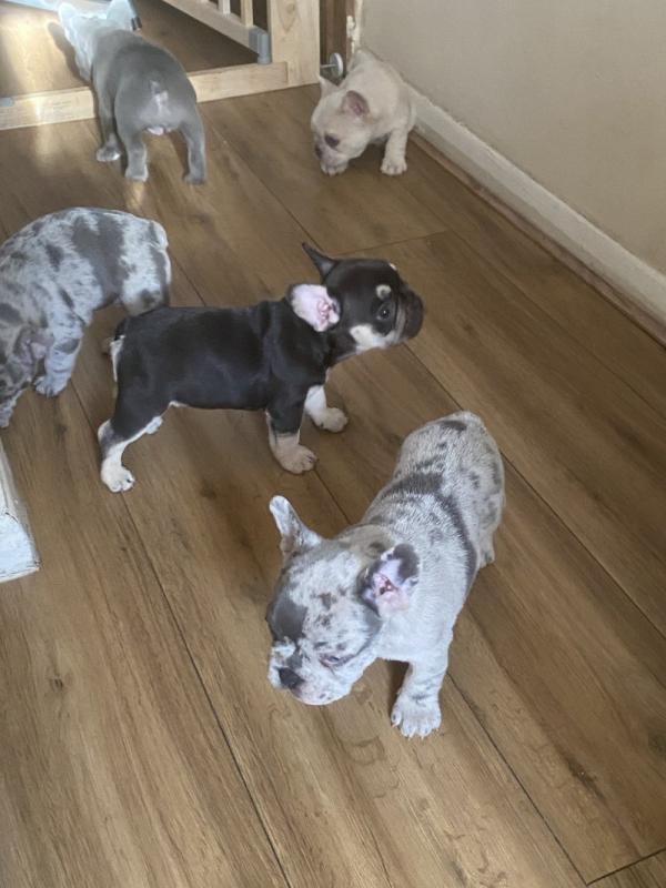 French Bulldog Puppies Ready for 5 star homes..!! Image eClassifieds4u