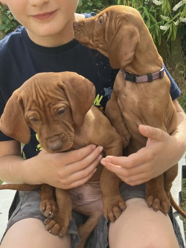 Hungarian Vizsla pups , DNA health screened Image eClassifieds4u