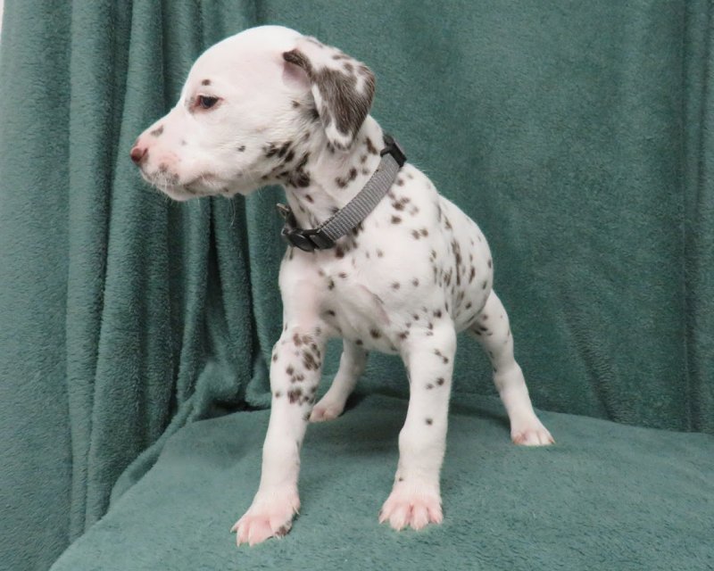 Liver spotted Dalmatian puppies ready to leave! Image eClassifieds4u