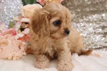 *READY NOW* Health tested Cavapoo Puppies Image eClassifieds4u 2