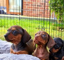 Dachshund Miniature Smooth Haired Puppies Image eClassifieds4u 2