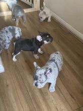 French Bulldog Puppies Ready for 5 star homes..!! Image eClassifieds4u 2
