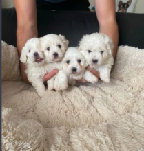 Full pedigree bichon frise puppies for sale Image eClassifieds4u 3