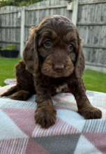 Heath tested C0ckapoo puppies ready to leave! Image eClassifieds4u 2