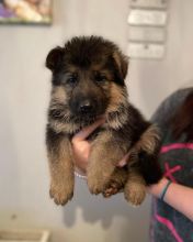 Pedigree German Shepherd puppies ready to go..!!! Image eClassifieds4u 2