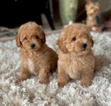 Poochon puppies for sale Image eClassifieds4U