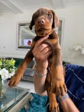 Quality Doberman Puppies Image eClassifieds4u 3