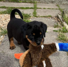 Rottweiler Pups for sale Image eClassifieds4u 3
