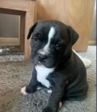 Staffordshire bull terriers pups are available Image eClassifieds4u 3