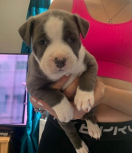 Staffordshire bull terriers pups are available Image eClassifieds4u 1