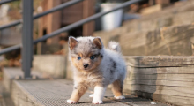 Stunning litter of 8 Pomsky puppies. Image eClassifieds4u 3