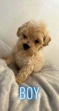 Stunning Maltipoo puppies available now !!! Image eClassifieds4u 2