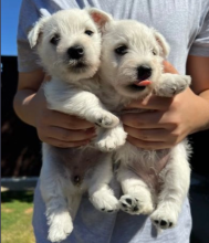 Stunning Westie Puppies available Image eClassifieds4u 2