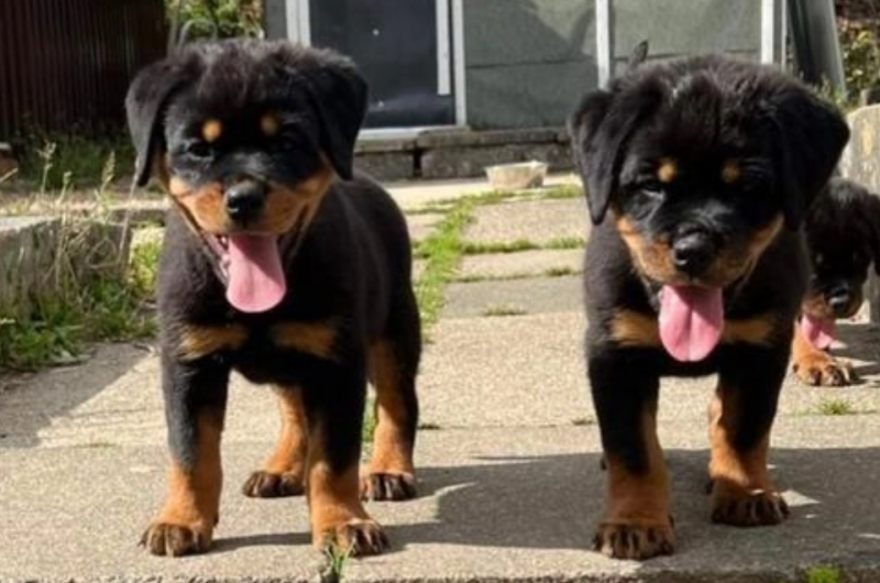 Rottweiler Pups for sale Image eClassifieds4u