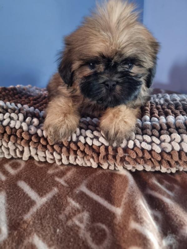 Shih Tzu Puppies AVAILABLE FOR LOVING HOMES Image eClassifieds4u