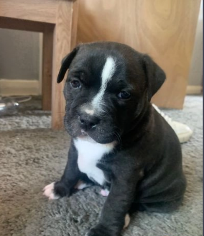 Staffordshire bull terriers pups are available Image eClassifieds4u