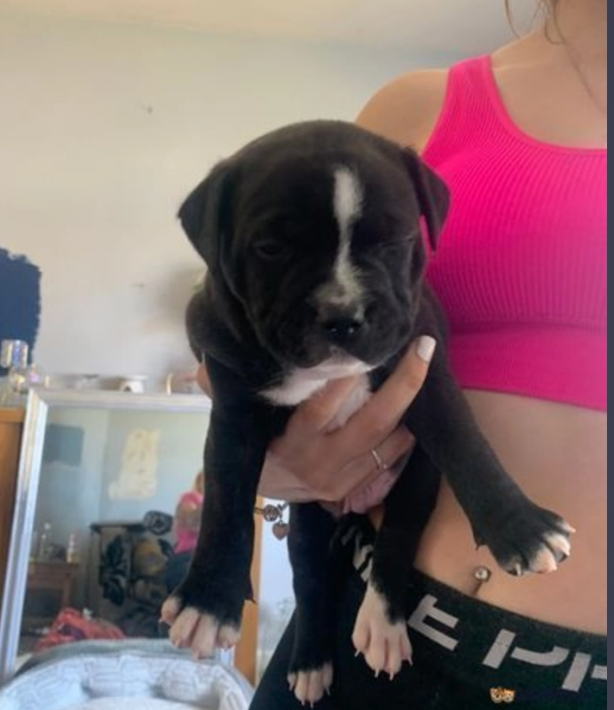 Staffordshire bull terriers pups are available Image eClassifieds4u