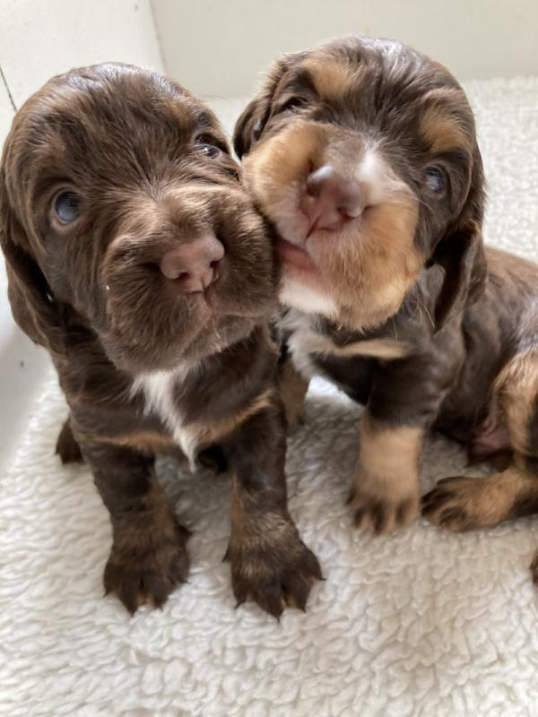 Stunning KC Reg Working ER Spaniel puppies Image eClassifieds4u