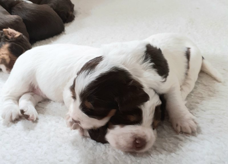 Stunning KC Reg Working ER Spaniel puppies Image eClassifieds4u