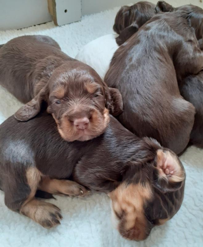 Stunning KC Reg Working ER Spaniel puppies Image eClassifieds4u