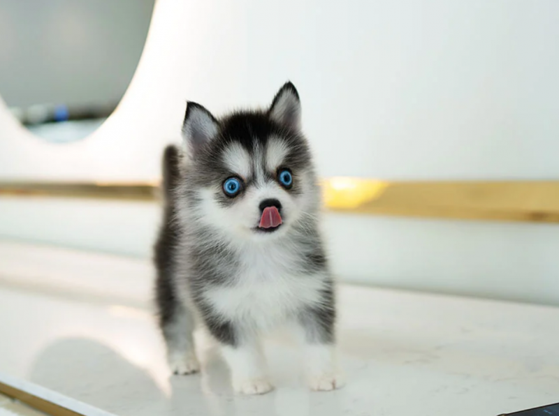 Stunning litter of 8 Pomsky puppies. Image eClassifieds4u