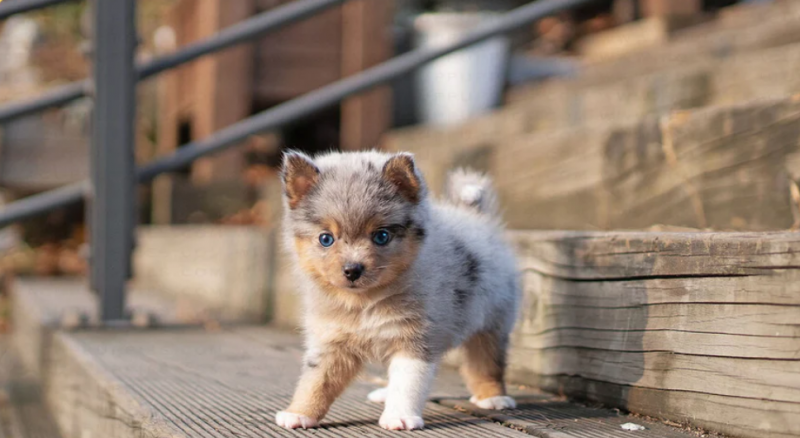 Stunning litter of 8 Pomsky puppies. Image eClassifieds4u