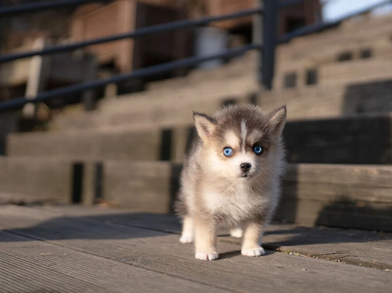 Stunning litter of 8 Pomsky puppies. Image eClassifieds4u